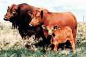 redangus03.jpg
