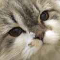 meow.png