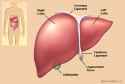 The People's Liver.jpg