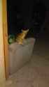 IMAG0065.jpg