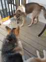 Double Pupper.jpg