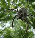 skulltula.jpg