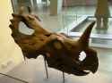 skull centrosaurus.jpg