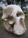 skull elephant.jpg
