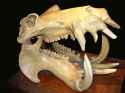 skull hippo.jpg