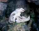 skull lion.jpg