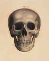 skull fig1.jpg