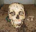 Skull_being_cleaning_by_Dermestid_Beetles.jpg
