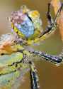 143306_red_veined_darter_1_vw.jpg