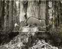 Lumberjacks in California working in the Redwoods.jpg