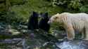 spiritbearfamily_1280.jpg