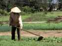 Peasant_in_the_vegetable_garden.jpg