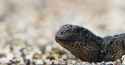 planet-earth-iguana-snakes.jpg
