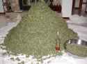 ganja-1.jpg