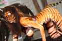 shay041-tiger.jpg