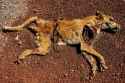 Dingo-whole-13996.jpg