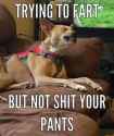 trying-to-fart_c_6433085.jpg