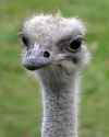 ostrich-head (1).jpg