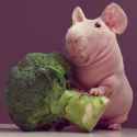 naked-guinea-pig-food-photoshoot-ludwik-thumb.jpg