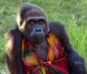 gorilla_in_a_multi_dress.jpg