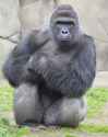 harambe.jpg