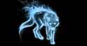 wolfy.png