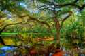 Oak-Trees-at-Fishing-Creek-.jpg