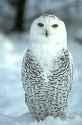 winter_prim.jpg