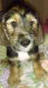 pupperz.jpg