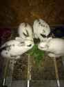 rabbits.jpg
