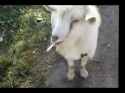 goatcig.jpg