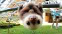 hanging_upside_down.jpg