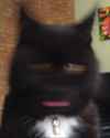 kitty.jpg