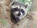raccoonsmile.jpg