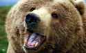 3840x2400-closeup_animals_bears-4318.jpg