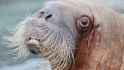 walrus-004.jpg