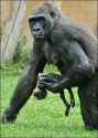 apemain_559478a.jpg