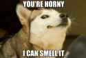 HornyHusky.jpg