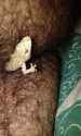 gecko.jpg