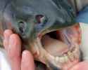 pacu-fish-6[6].jpg