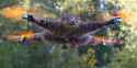 Seems+like+a+logical+progression+_8e4d77ca1849edcada9d5d899fecf39f.jpg