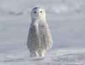 winter_rough.jpg
