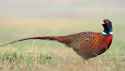 bowmepheasants.jpg