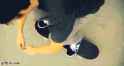 sk8 3.gif