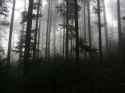 Woods.jpg