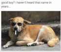 GOODBOY.jpg