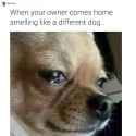 DOGE.jpg