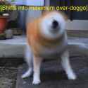 MaximumOverDoggo.jpg