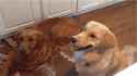 dog_catch_treat.gif