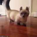 stumpy.gif